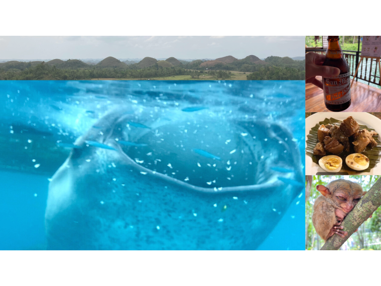 Whale shark swimming in Bohol – a better alternative to Oslob.